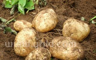 藕是茎还是根,马铃薯和藕为什么不是根而是茎