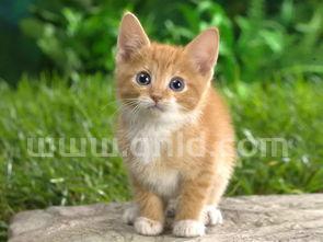 猫喜欢什么玩具,猫喜欢什么玩具